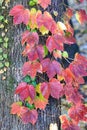 Colorful autumn Boston ivy leaves on tree branches Royalty Free Stock Photo