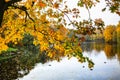 Colorful autumn branches over lake.