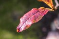 Colorful autumn bush leaves, sunny day Royalty Free Stock Photo