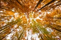 Colorful autumn canopy Royalty Free Stock Photo