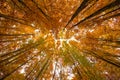 Colorful autumn canopy Royalty Free Stock Photo