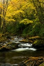 Colorful Autumn Canopy Over Stright Fork Royalty Free Stock Photo