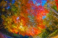 Colorful autumn canopy Royalty Free Stock Photo