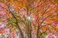 Colorful Autumn Canopy Royalty Free Stock Photo