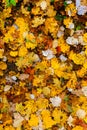Colorful autumn carpet of leaves. Yellow and white colors. Royalty Free Stock Photo