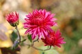 Colorful autumn chrysanthemum flowers branch