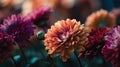 Colorful autumn chrysanthemum flowers on dark background