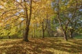 Autumn colors in a forest Blue lake park Oregon