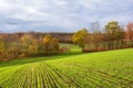 Colorful autumn colors of trees on the background of a green field. Picturesque autumn landscape Royalty Free Stock Photo