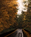 Colorful Autumn country road landscape Royalty Free Stock Photo
