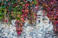 Colorful autumn creeper plants over a rought old brick wall Royalty Free Stock Photo