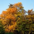 Colorful autumn crown of a tree against the blue sky. Bright yellow, red and green leaves. Great background for a theme Royalty Free Stock Photo