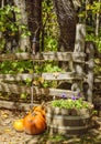 Autumn Display with Pumpkins Royalty Free Stock Photo