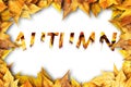 Colorful autumn dry leaves border frame on white background. Empty space for copy, text, lettering Royalty Free Stock Photo