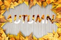 Colorful autumn dry leaves border frame on white painted rustic barn wood blanks background. Empty space for copy, text, lettering Royalty Free Stock Photo