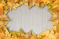 Colorful autumn dry leaves border frame on white painted rustic barn wood blanks background. Empty space for copy, text, lettering Royalty Free Stock Photo