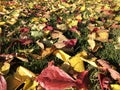 colorful autumn dry leaves lie on green grass. Change of seasons, Royalty Free Stock Photo