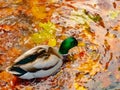 Colorful Autumn Duck