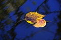 Colorful Autumn Fall Leaves Floating in Water Pond Creek River or Lake Royalty Free Stock Photo