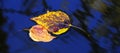 Colorful Autumn Fall Leaves Floating in Water Pond Creek River or Lake Royalty Free Stock Photo