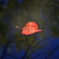 Colorful Autumn Fall Leaves Floating in Water Pond Creek River or Lake Royalty Free Stock Photo