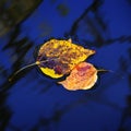 Colorful Autumn Fall Leaves Floating in Water Pond Creek River or Lake Royalty Free Stock Photo