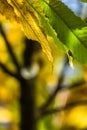 Colorful autumn fall season chestnut green leaves, creative background pattern Royalty Free Stock Photo