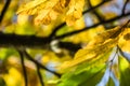 Colorful autumn fall season chestnut green leaves, creative background pattern Royalty Free Stock Photo