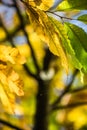 Colorful autumn fall season chestnut green leaves, creative background pattern Royalty Free Stock Photo