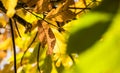 Colorful autumn fall season chestnut leaves, creative background pattern Royalty Free Stock Photo