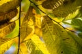 Colorful autumn fall season chestnut leaves, creative background pattern Royalty Free Stock Photo