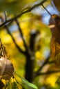 Colorful autumn fall season chestnut green leaves, creative background pattern Royalty Free Stock Photo