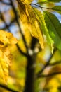 Colorful autumn fall season chestnut green leaves, creative background pattern Royalty Free Stock Photo