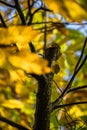 Colorful autumn fall season chestnut green leaves, creative background pattern Royalty Free Stock Photo