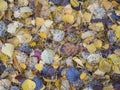 colorful autumn fallen wet beech, maple, oak and birch tree leaves on forest ground. Seasonal natural background Royalty Free Stock Photo