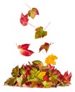 colorful autumn falling flying down on fall pile of leaves foliage seasonal concept Royalty Free Stock Photo