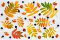 Colorful ashberry tree leaves, berries and wild rose fruits Royalty Free Stock Photo