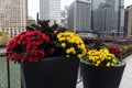 Colorful Autumn Flowers along the Chicago River in Downtown Chicago Royalty Free Stock Photo