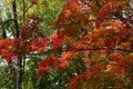 Colorful autumn foliage