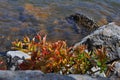 Colorful Autumn foliage growing in between rocks on a lake Royalty Free Stock Photo