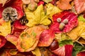 Colorful autumn foliage lying on the ground