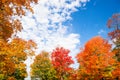 Colorful autumn foliage tree top leaves against sky