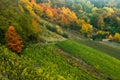 Colorful autumn forest Royalty Free Stock Photo