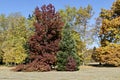 Colorful autumn forest with beautiful branched trees with many yellow, green, red and brown leaves and meadow, Vrana park