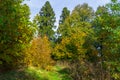 Colorful autumn forest.Elegant trees lit by the October sun Royalty Free Stock Photo