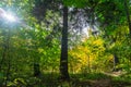 Colorful autumn forest.Elegant trees lit by the October sun Royalty Free Stock Photo