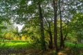 Colorful autumn forest.Elegant trees lit by the October sun Royalty Free Stock Photo