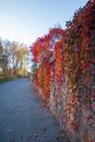 Colorful autumn forest in fall from the Ozark Mountain wilderness of Arkansas. The trees come alive with color as the seasons and Royalty Free Stock Photo