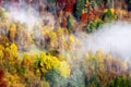Colorful autumn forest. Fog an trees