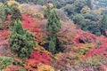 Colorful autumn forest in Kiyomizu Buddhist Temple in Kyoto, Japan Royalty Free Stock Photo